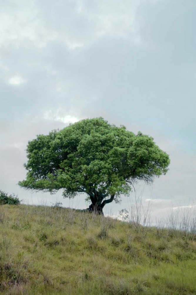 Oak Tree - 80