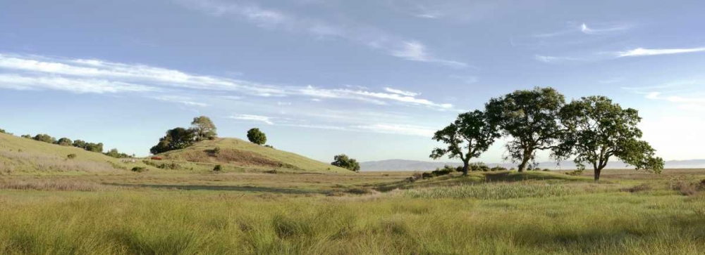 Oak Tree - 82