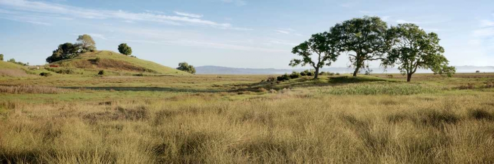 Oak Tree - 83