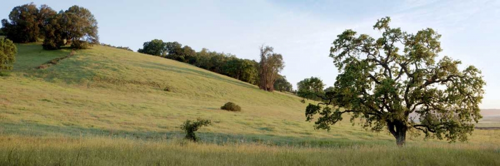 Oak Tree Pano - 91