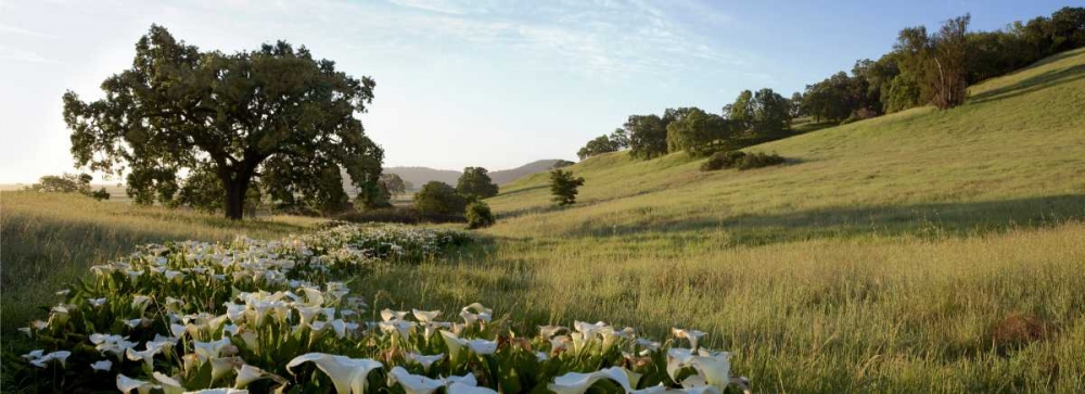 Oak Tree Pano - 92