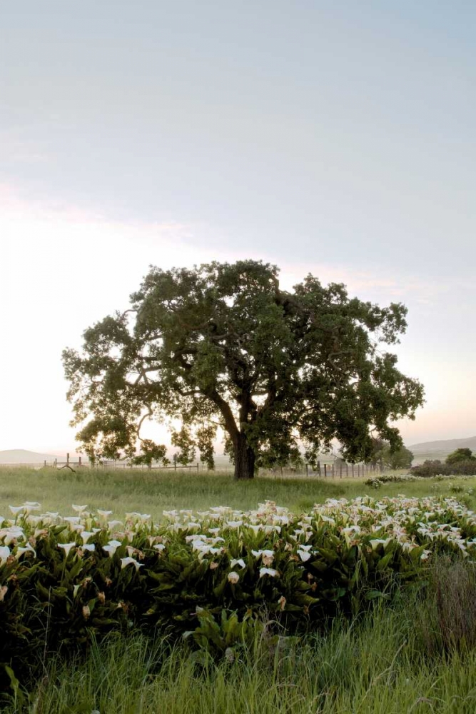 Oak Tree - 84