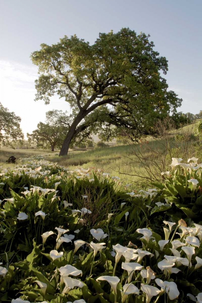 Oak Tree - 90