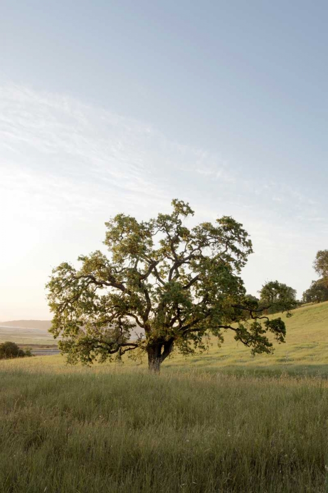 Oak Tree - 87
