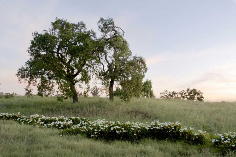 Oak Tree - 85