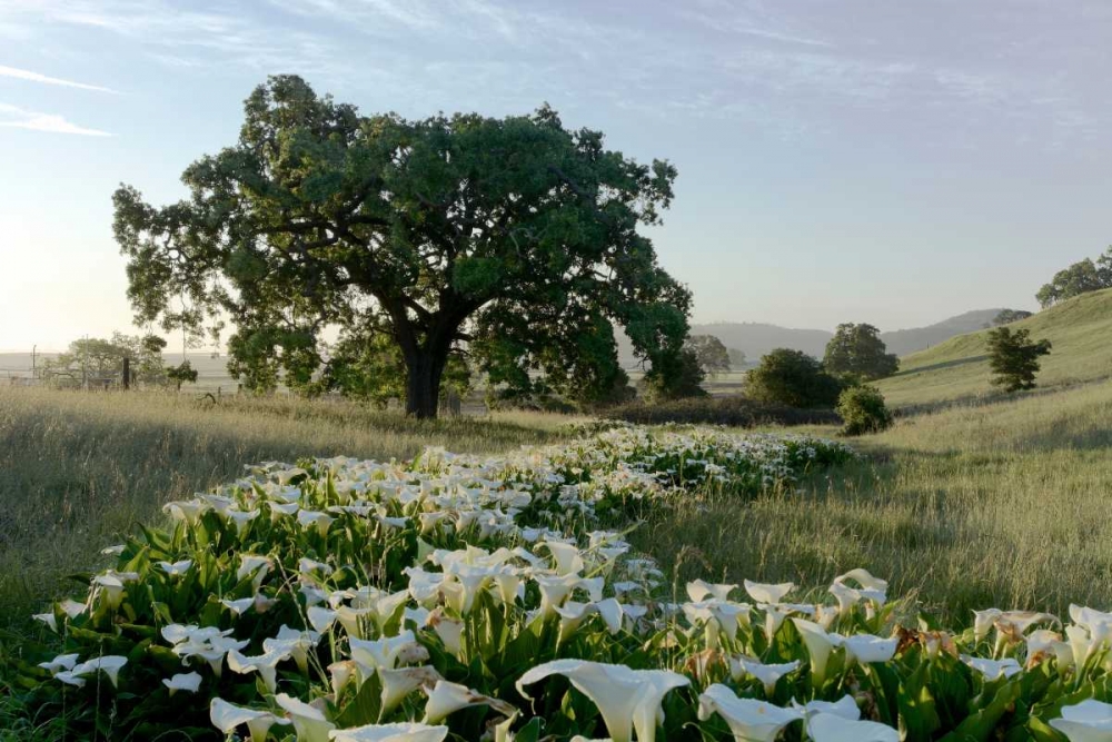 Oak Tree - 89