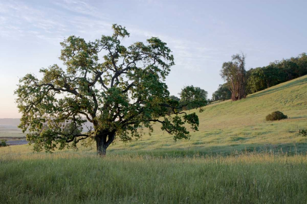 Oak Tree - 86