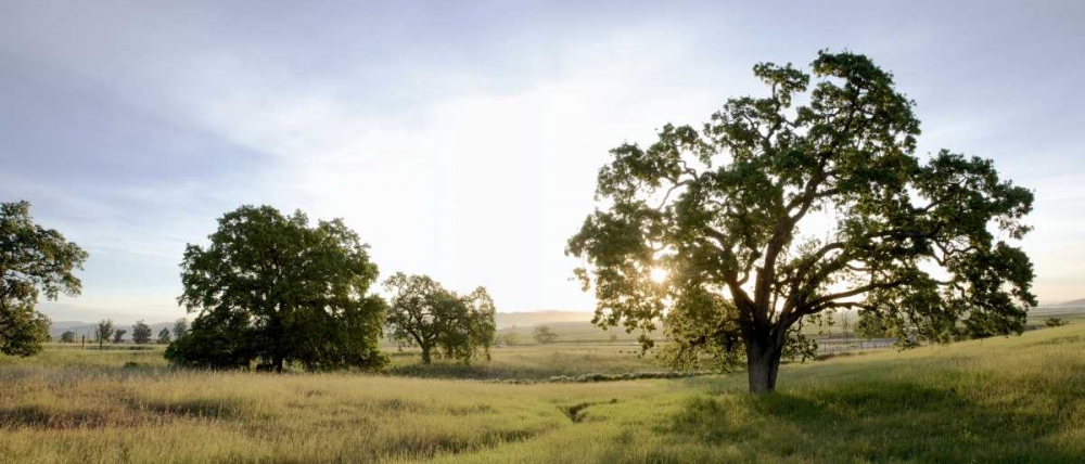 Oak Tree Pano - 98
