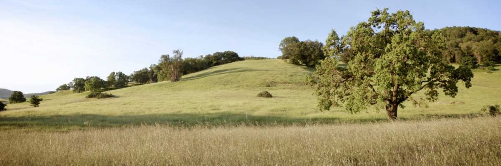 Oak Tree Pano - 99
