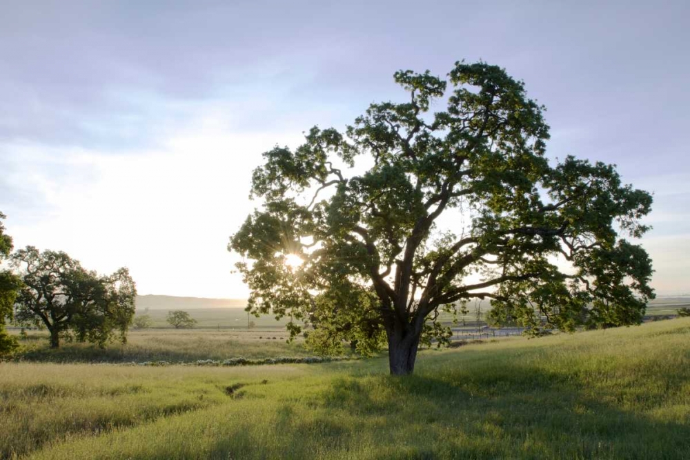 Oak Tree - 96
