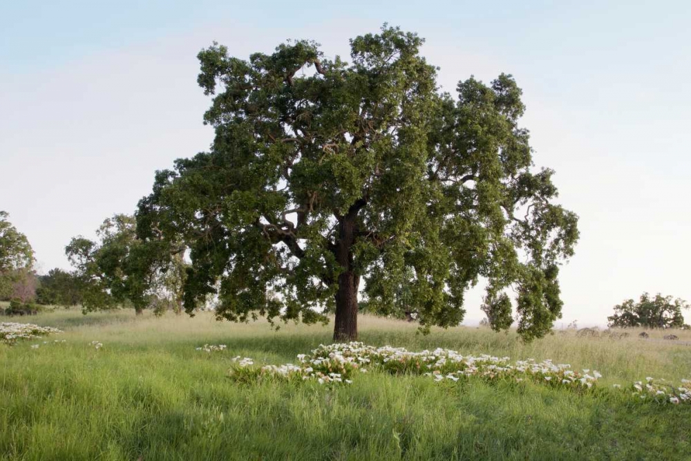 Oak Tree - 93