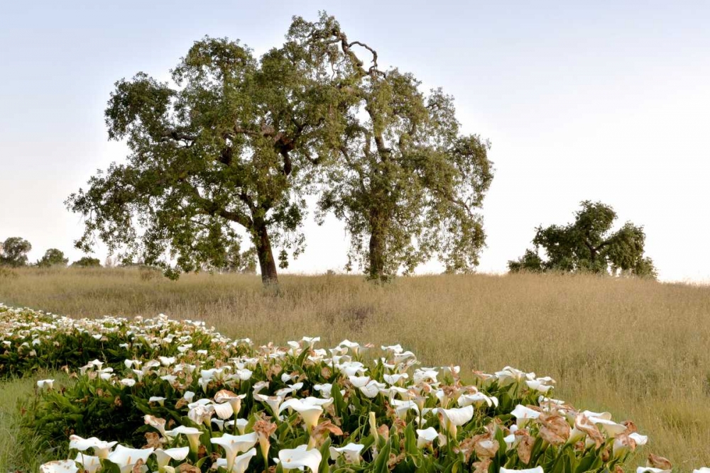 Oak Tree - 94