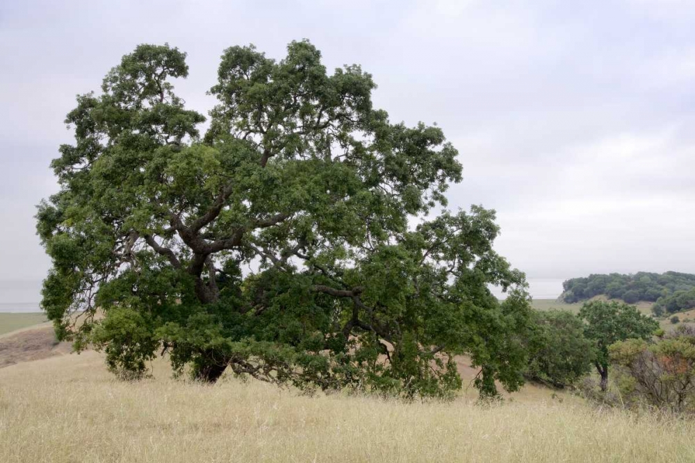 Oak Tree - 107