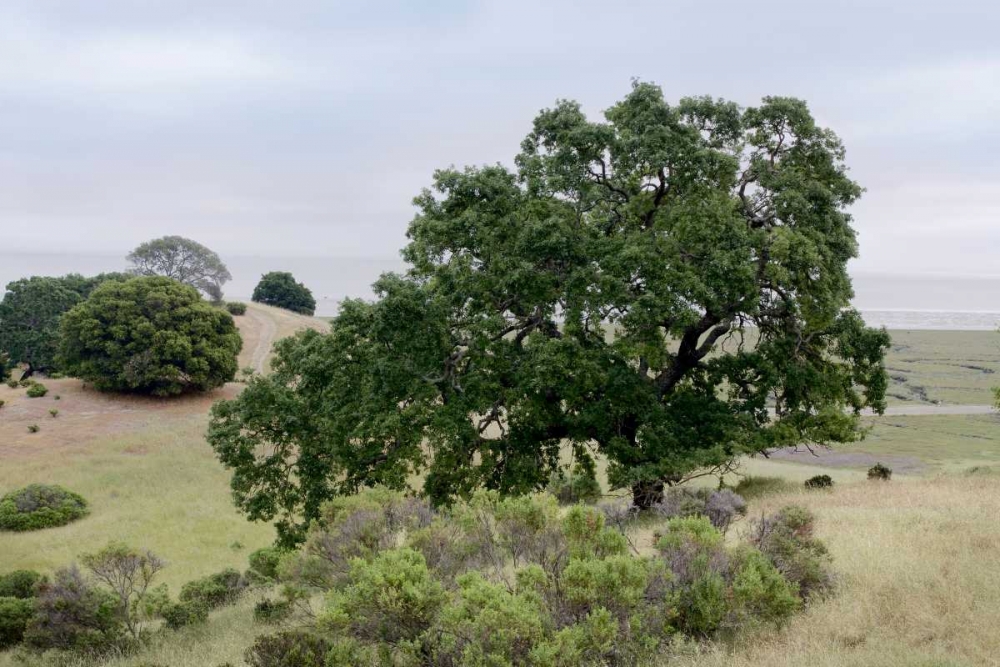 Oak Tree - 108