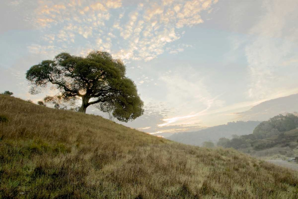 Oak Tree - 11