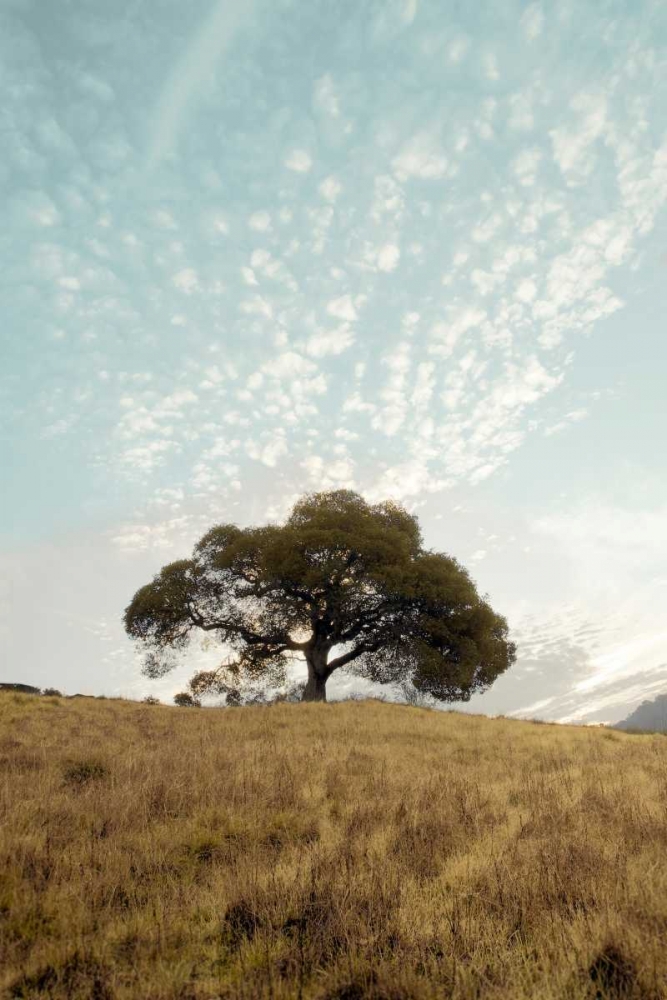 Oak Tree - 12