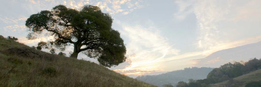 Oak Tree - 13