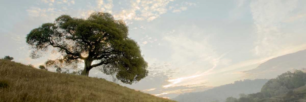 Oak Tree - 10 Pano
