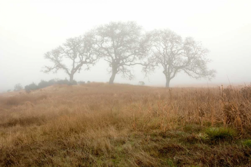 Oak Tree - 16