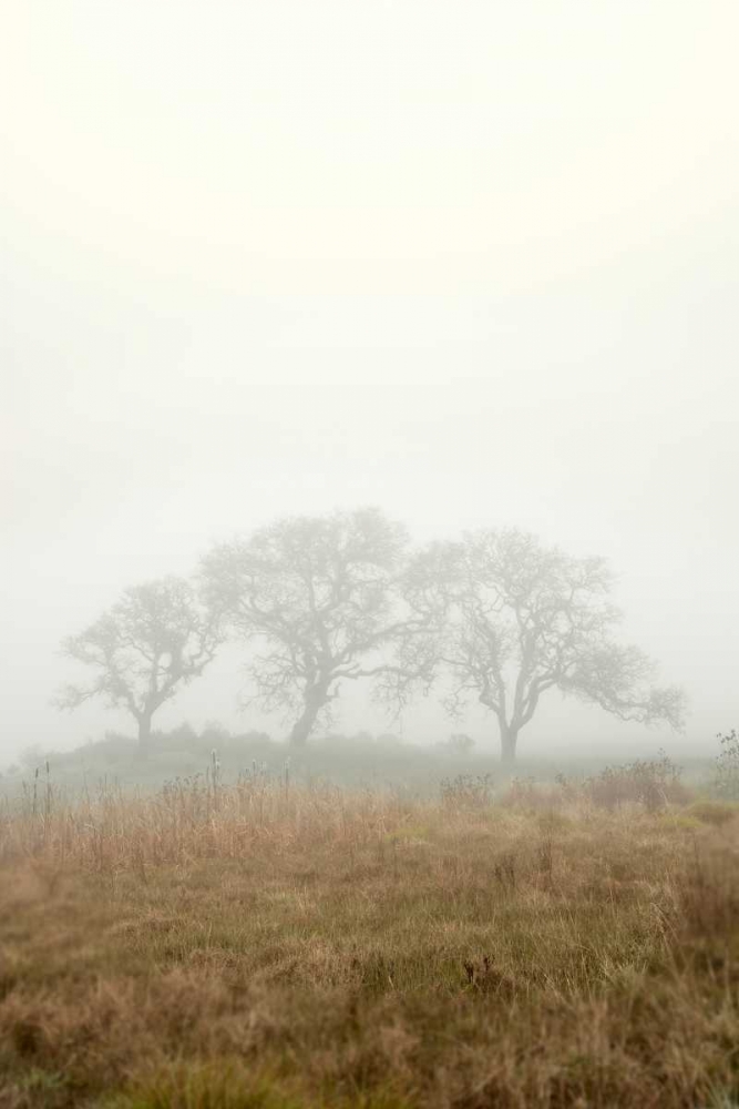 Oak Tree - 17