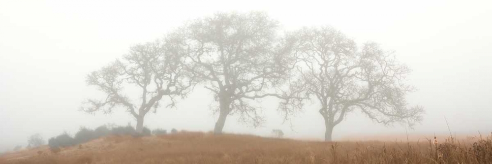Oak Tree - 15