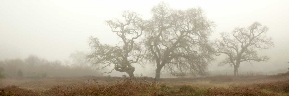 Oak Tree - 59