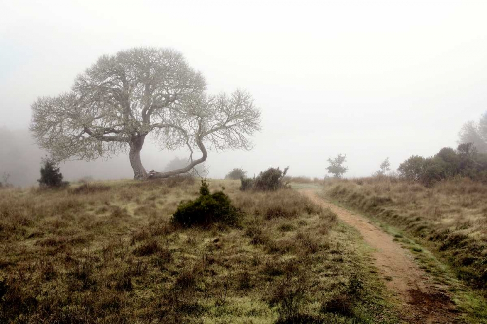 Oak Tree - 25