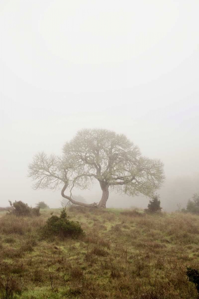 Oak Tree - 26