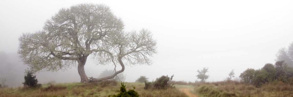 Oak Tree - 24