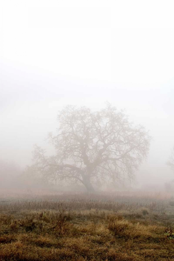 Oak Tree - 29