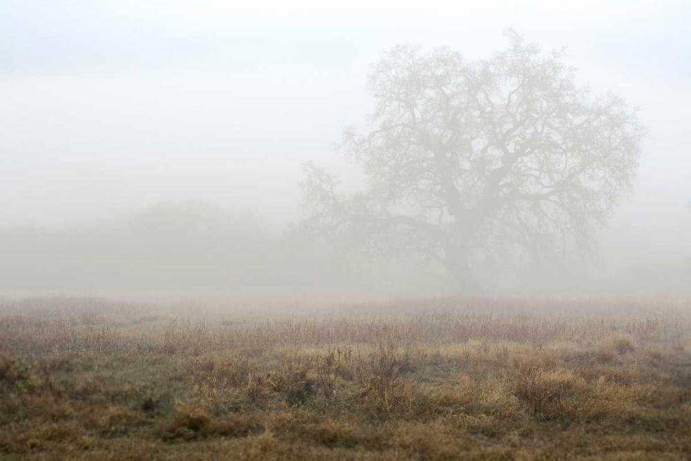 Oak Tree - 28