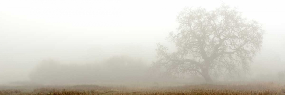 Oak Tree - 27