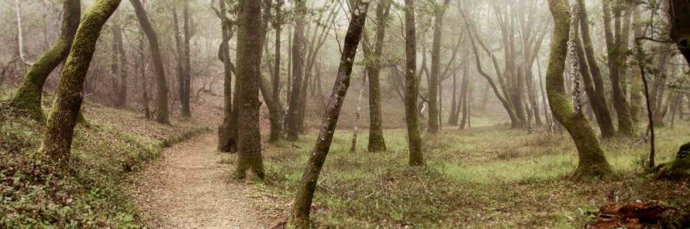 Oak Tree - 20