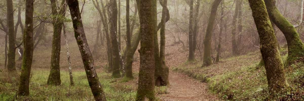 Oak Tree - 23
