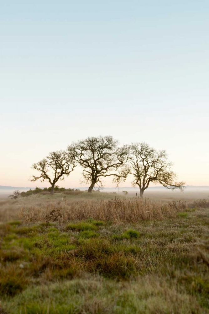 Oak Tree - 34