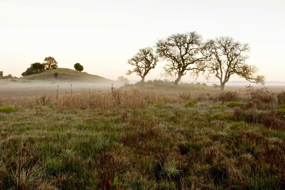 Oak Tree - 33