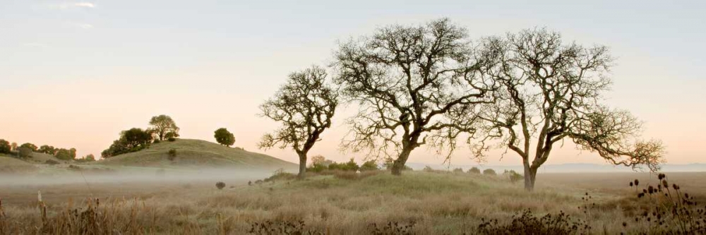 Oak Tree - 32