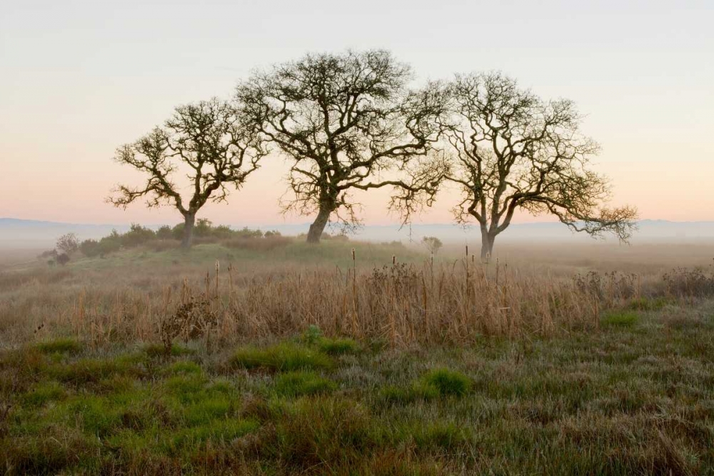 Oak Tree - 31