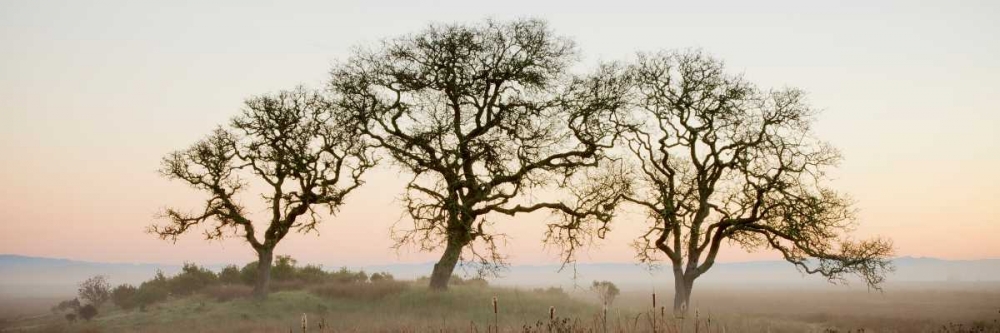 Oak Tree - 30