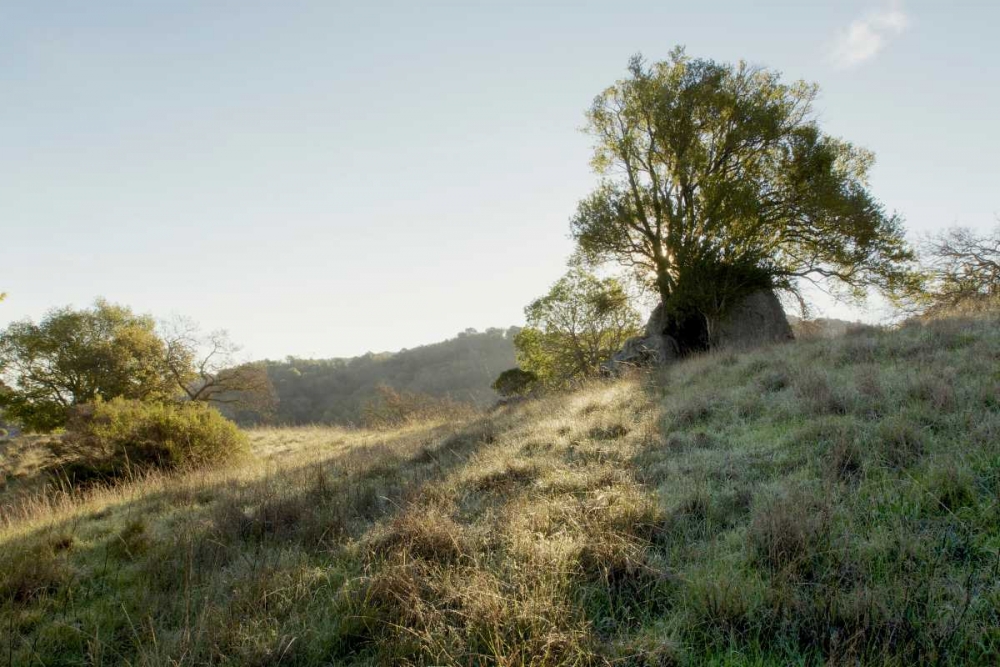 Oak Tree - 36