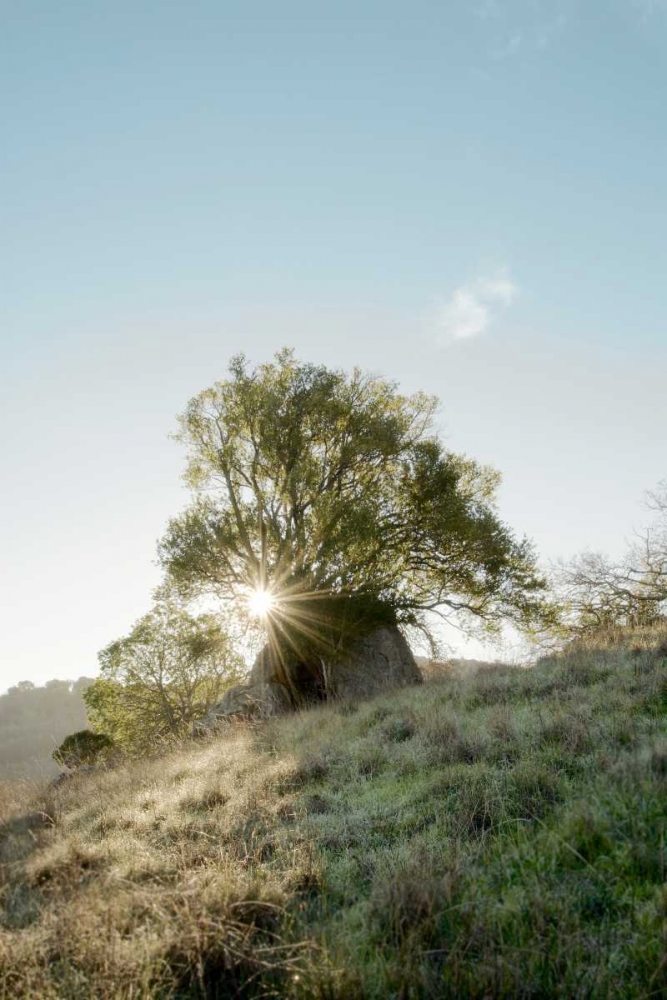 Oak Tree - 35