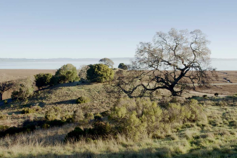 Oak Tree - 38