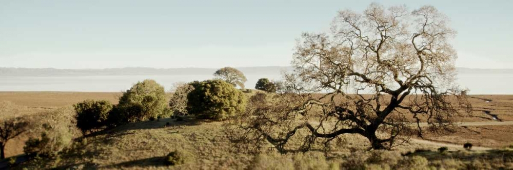 Oak Tree - 37