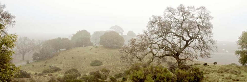 Oak Tree - 41