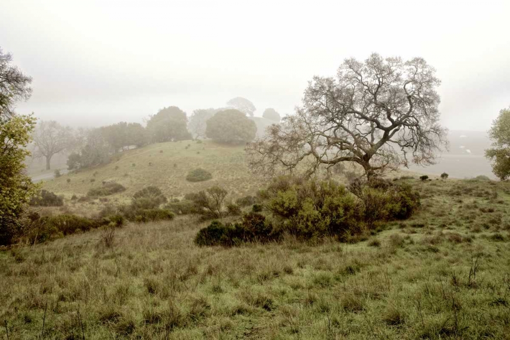 Oak Tree - 42