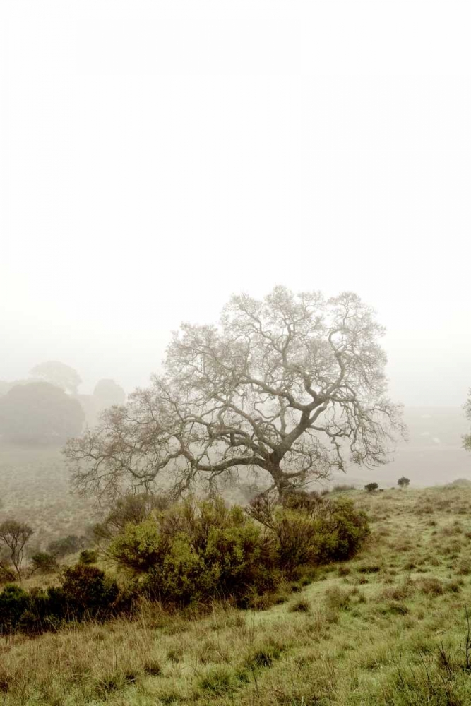 Oak Tree - 43