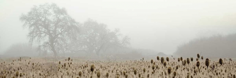 Oak Tree - 60