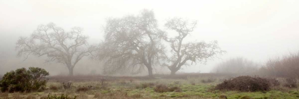 Oak Tree - 58