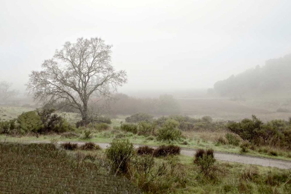 Oak Tree - 57