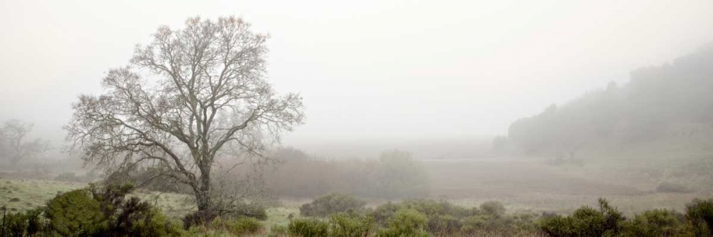 Oak Tree - 55